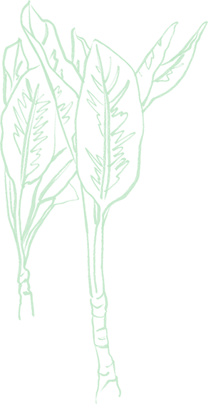 Plant-2-green-light
