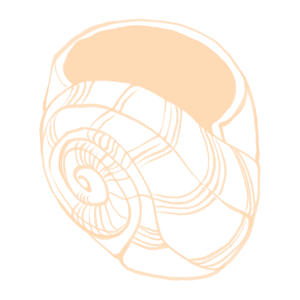 SEASHELL-LINEART-pink