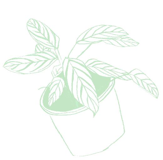 plant-turquouse