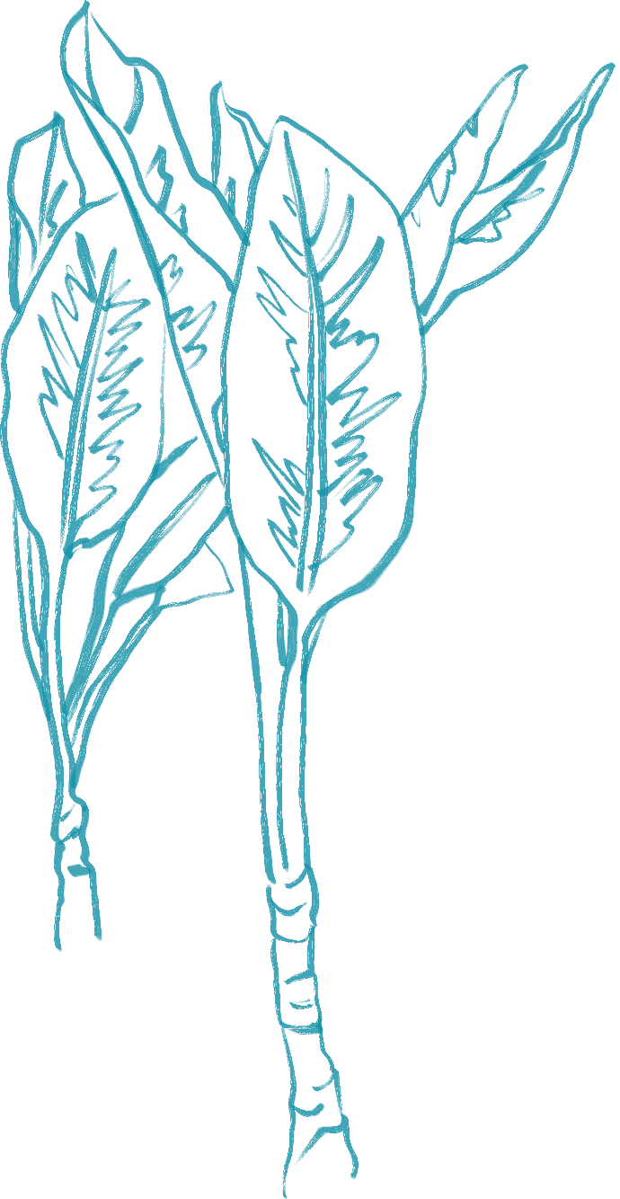 bule-plant-leafs