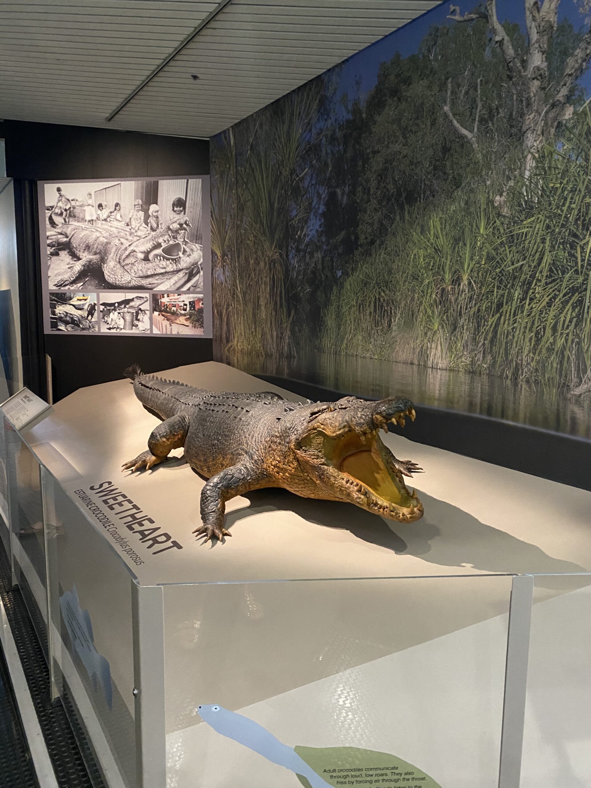 IMG_7709 Exhibits at the Museum and Art Gallery of the Northern Territory
