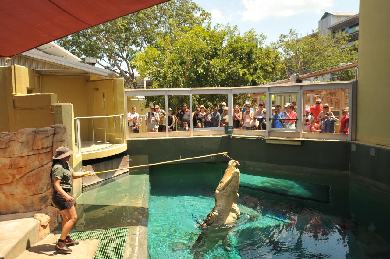 Saltwater crocodile jumping out of the water at Crocoasurus Cove in Darwin, NT