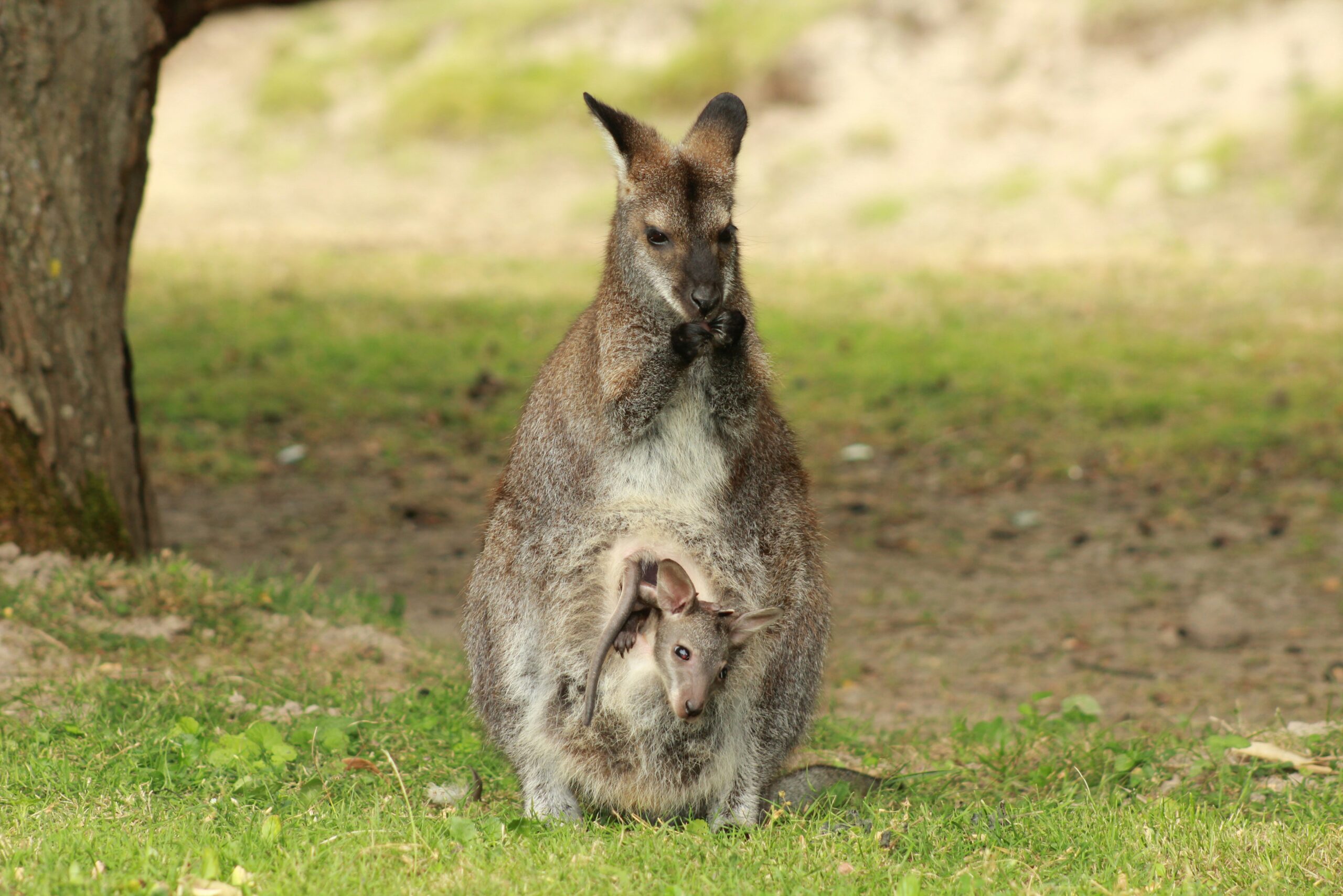 Mom kangaroo and Joey in her pouch